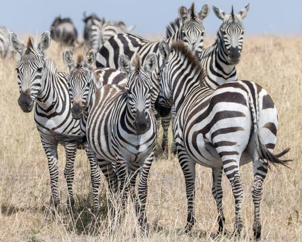 Self-Drive Safari