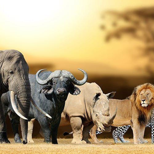 Cape Safari