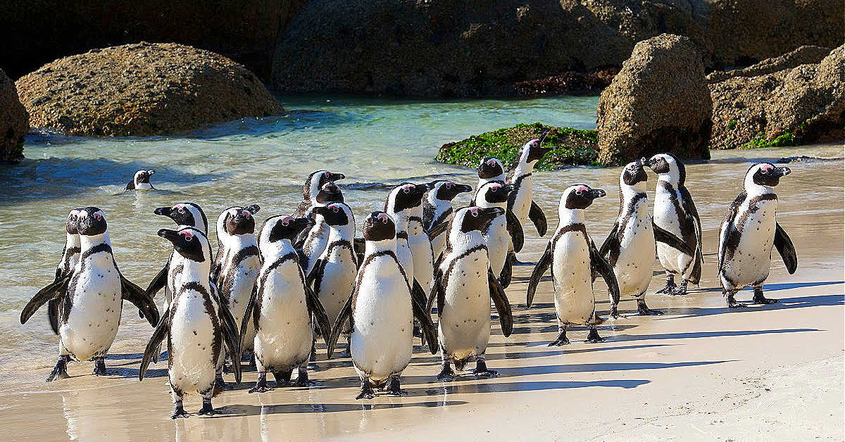 Penguin tour with Shanyayi Travel