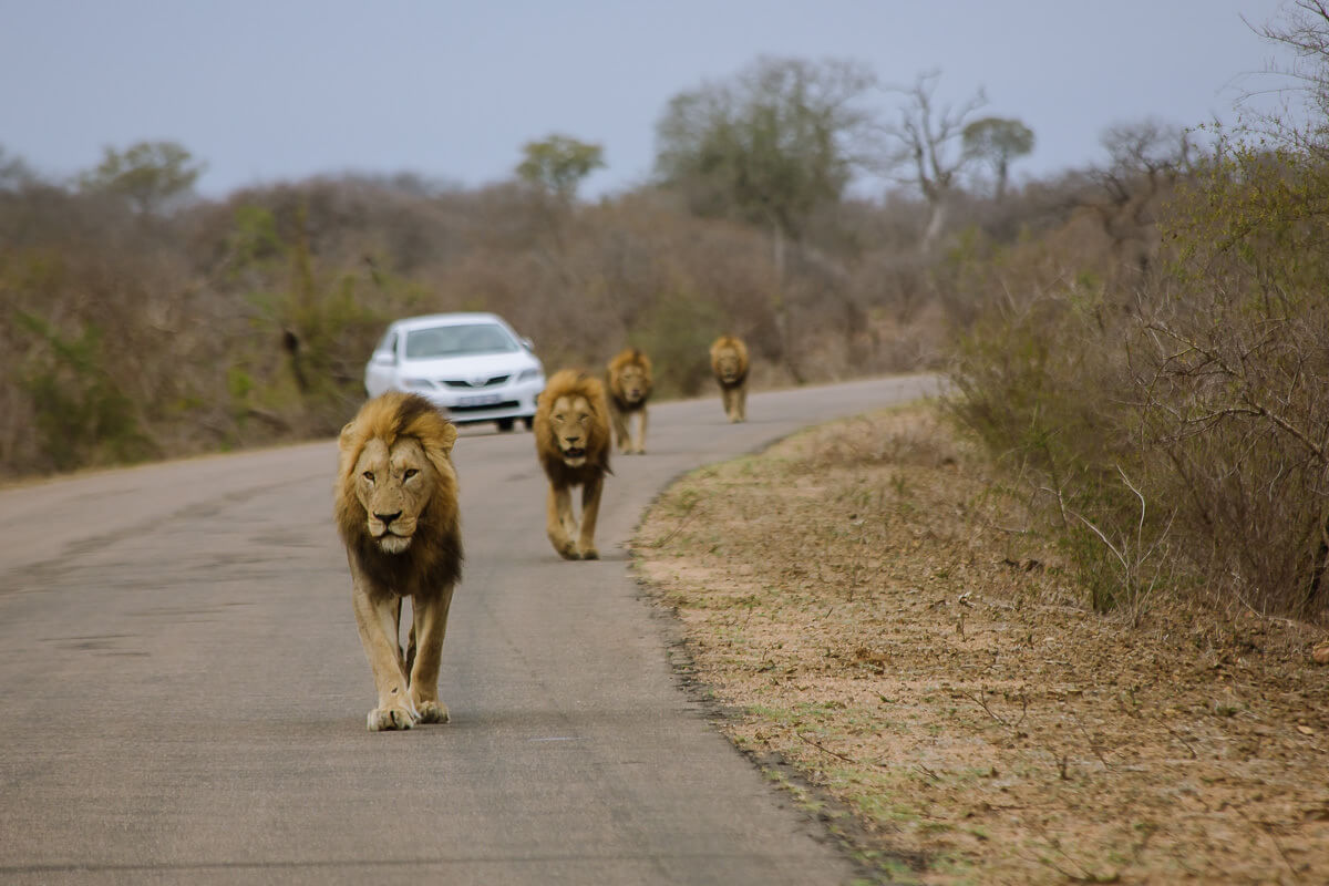 Self-Drive Safari